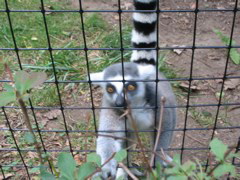 Reptile day at the Binder Park Zoo.
